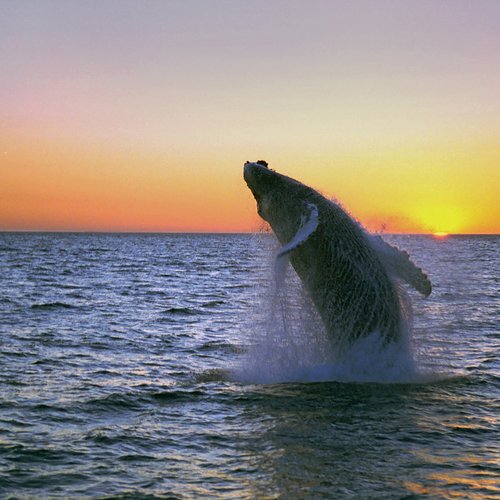 Humpback Midnight Jump Fixed - Iceland Travel Packages from India