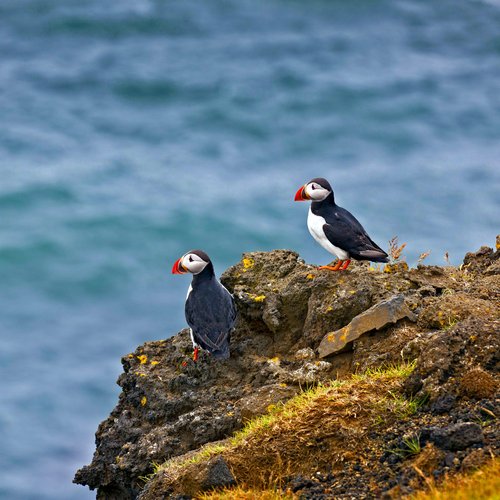 lundi-puffin-macareux-photo;ragnarthsigurdsson - Iceland Honeymoon Packages from India