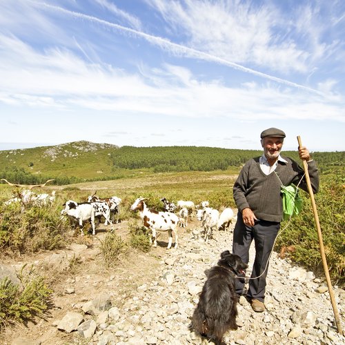 shepherd with his flock in the countryside from portugal 