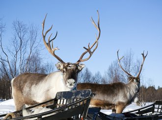 5620808729_b75b1d4c8a_b santa's reindeers in rovaniemi, finland