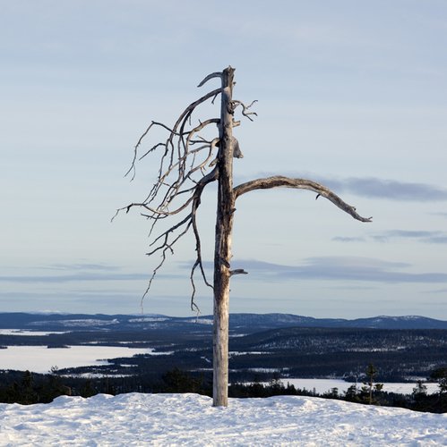 5621397982_ced4ef5750_bwild nature in kilpisjärvi, finnish lapland