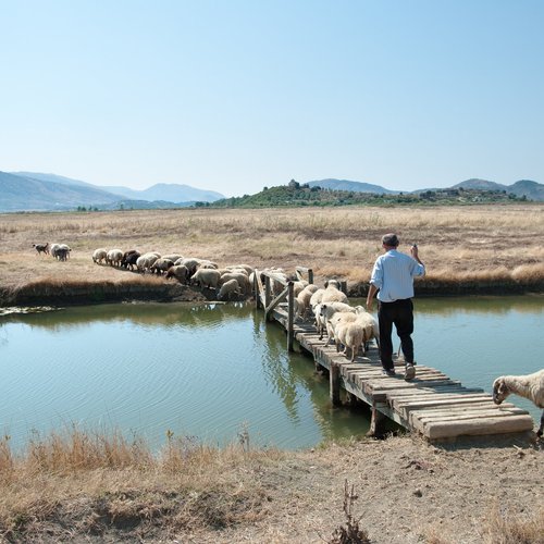 a shepherd is leading his flock on a wooden bridge to pasture