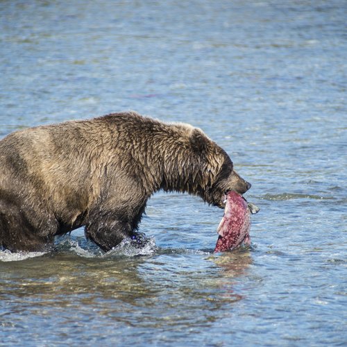 bear eating