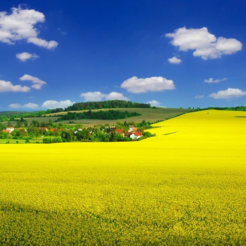 beautiful rural landscape with blooming rapeseed, village and a blue sky