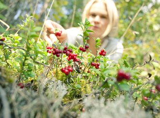 berry picking 