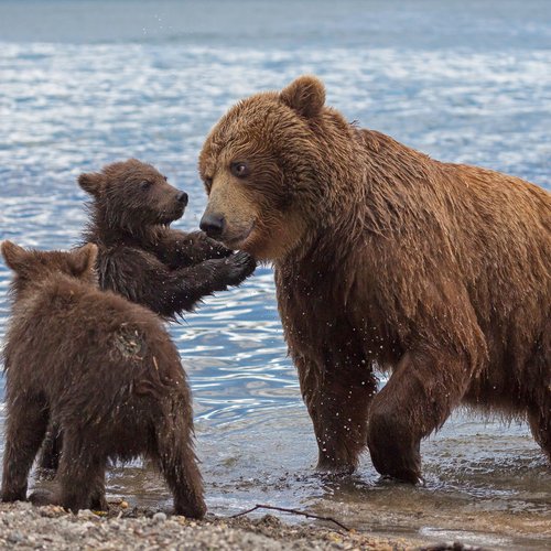 brown bear kamchataka 