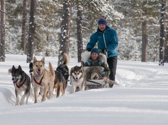 Dog Sled - Scandinavia Tours