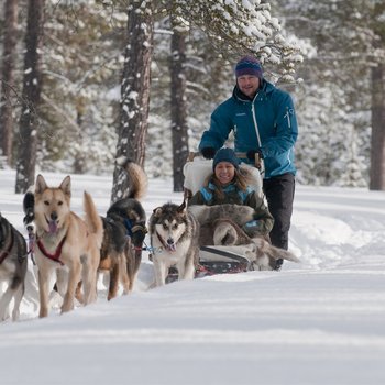 dog sledding 