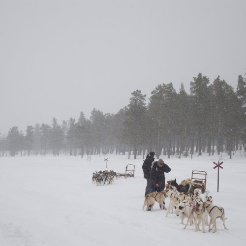 fredrik_broman-dog_sledding-464