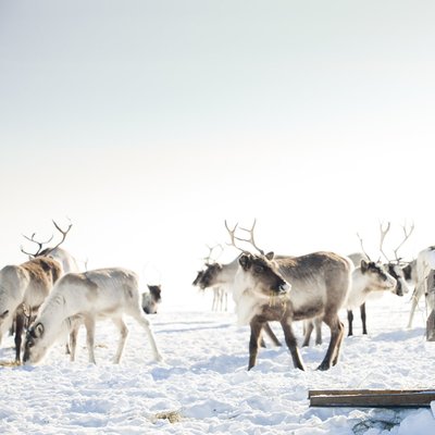 Lapland - Finland Tour Packages