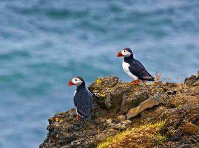 lundi-puffin-macareux-photo;ragnarthsigurdsson - Iceland Honeymoon Packages from India