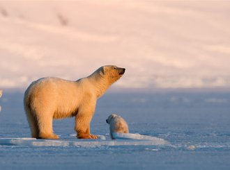 polar  bears 
