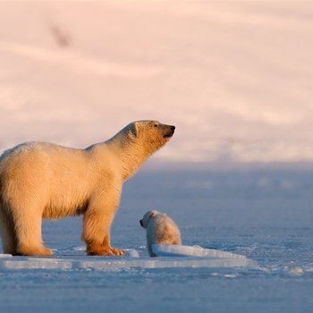 polar bears svalbard 