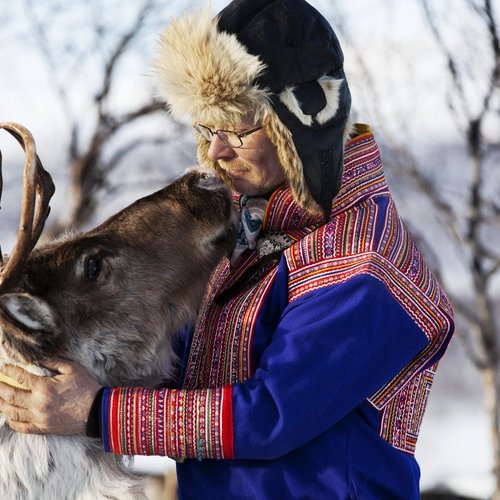 reindeer