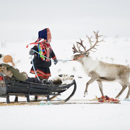 reindeer