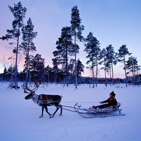 reindeer ride