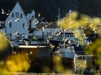 scenic lofoten 