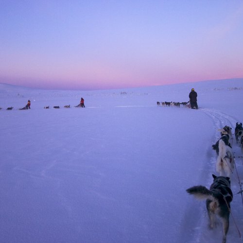 staffan_widstrand-dog_sledding-90