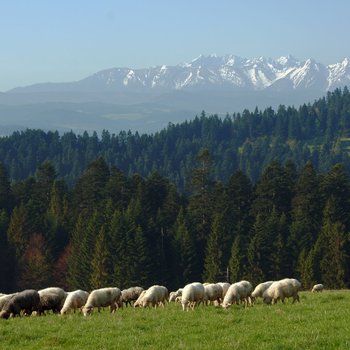 the pieniny mountains poland 