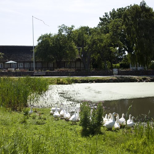 village pond with ducks_original 1_1_153