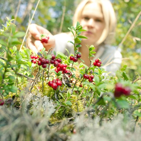 wild and delicious -berry picking 